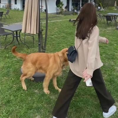 驯鹿大冒险:超越北极光